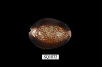 藏品(雪山寶螺)的圖片